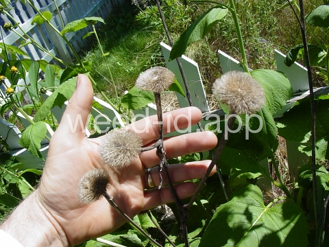 elecampane
